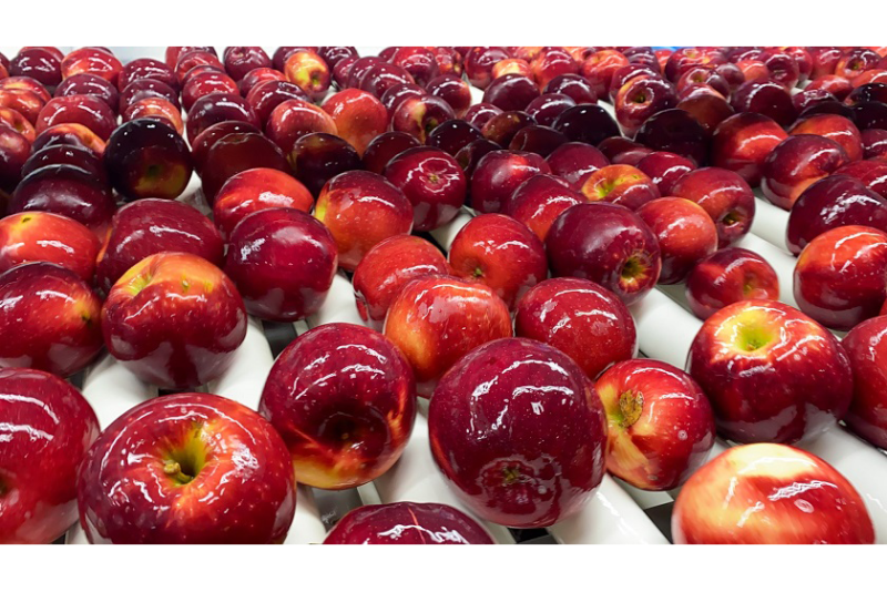 Evans Fruit Co. looks to build demand for Cosmic Crisp apples